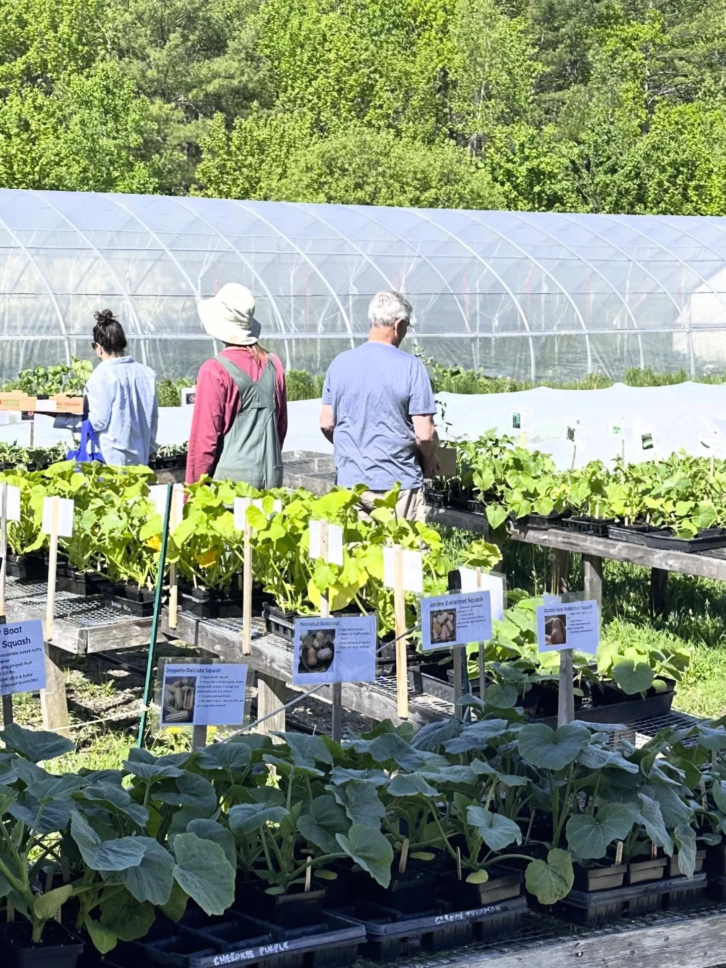 Hey, gardeners!  Hundreds of you took our baby plants home this spring, and we want to hear how they&rsquo;re doing!  What grew well and what was a disappointment? How did you do with the lack of rainfall this year?  We&rsquo;re all ears 🌽 🌽 🌽