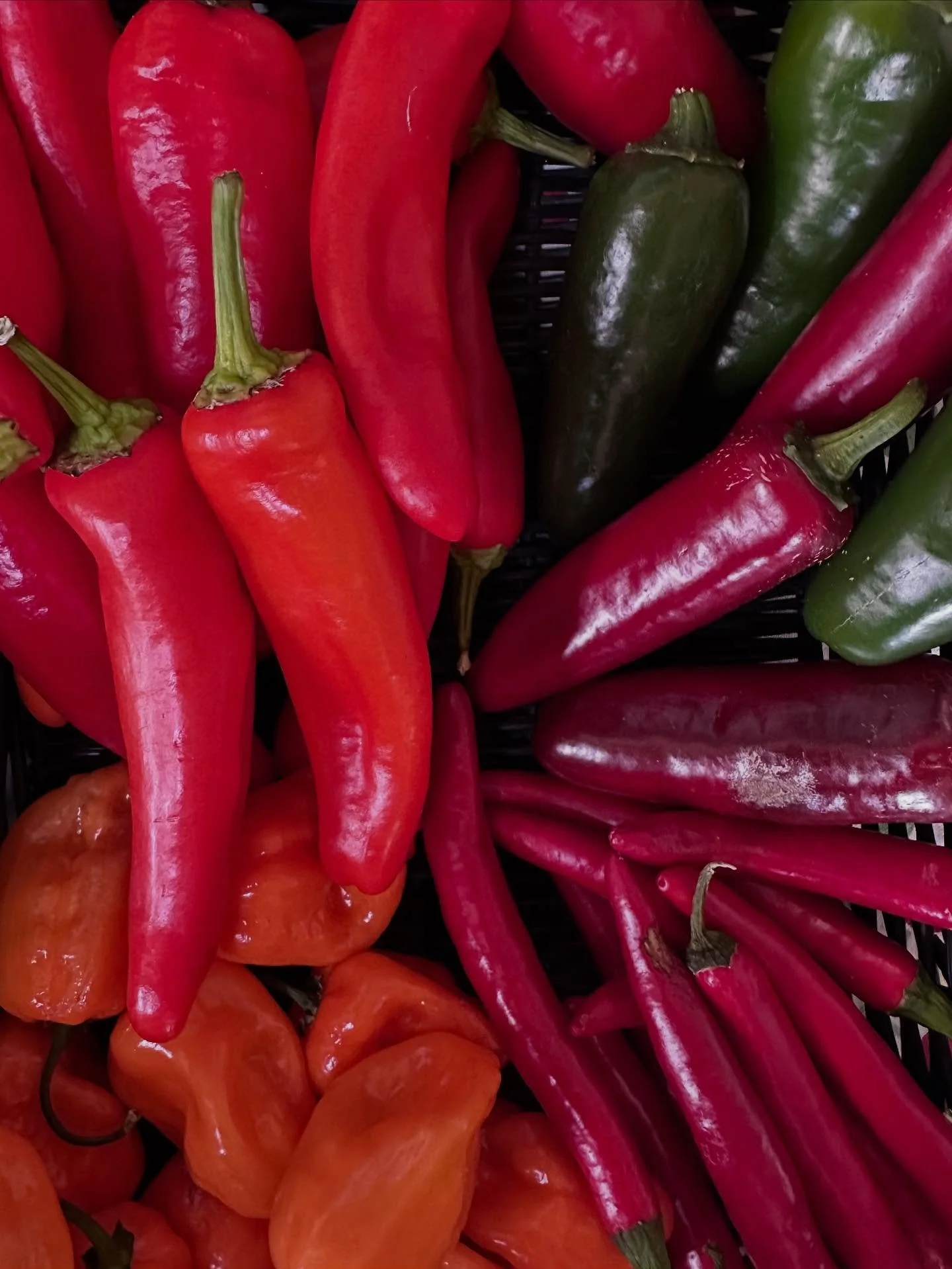 We are 1000% about hot peppers even though only about 0.1% of our customers ever buy them! 💃🏾