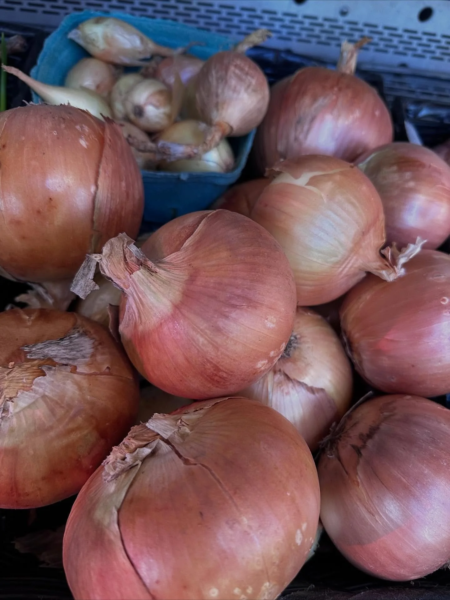 Our farmstore is popping up THIS SATURDAY 10-1 in The Pod - the big building on the farm!  Noah will be slinging
- vibrant GREENS like kale, spinach, lettuce mix, spicy mix, arugula, dill & parsley
- the LAST of our succulent tomatoes, peppers, e