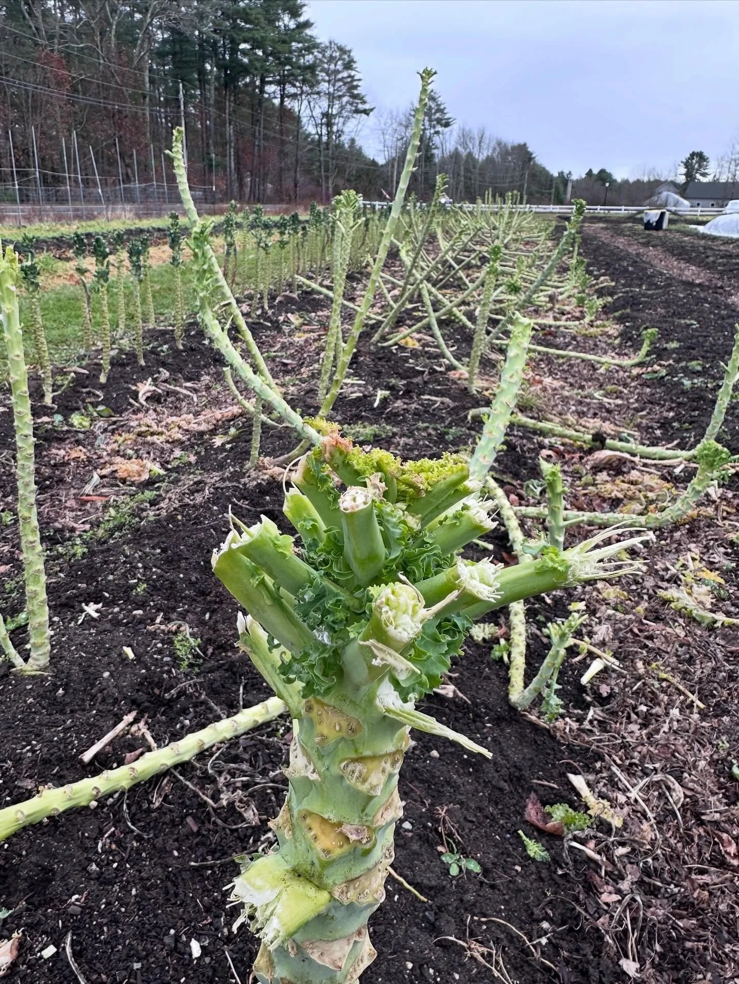 Oh, deer!
Forget kale chips or massaged kale salad - our local herd prefers their kale right off the stalk. 😞