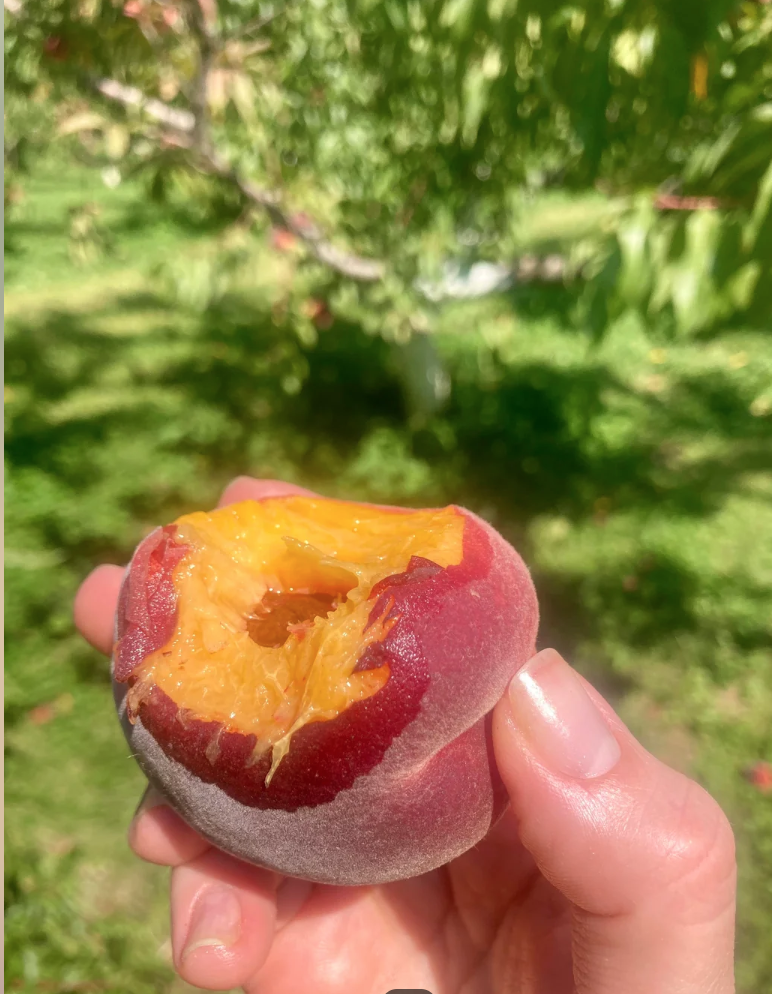 Perennial Crops &amp; Native Plants Workshop