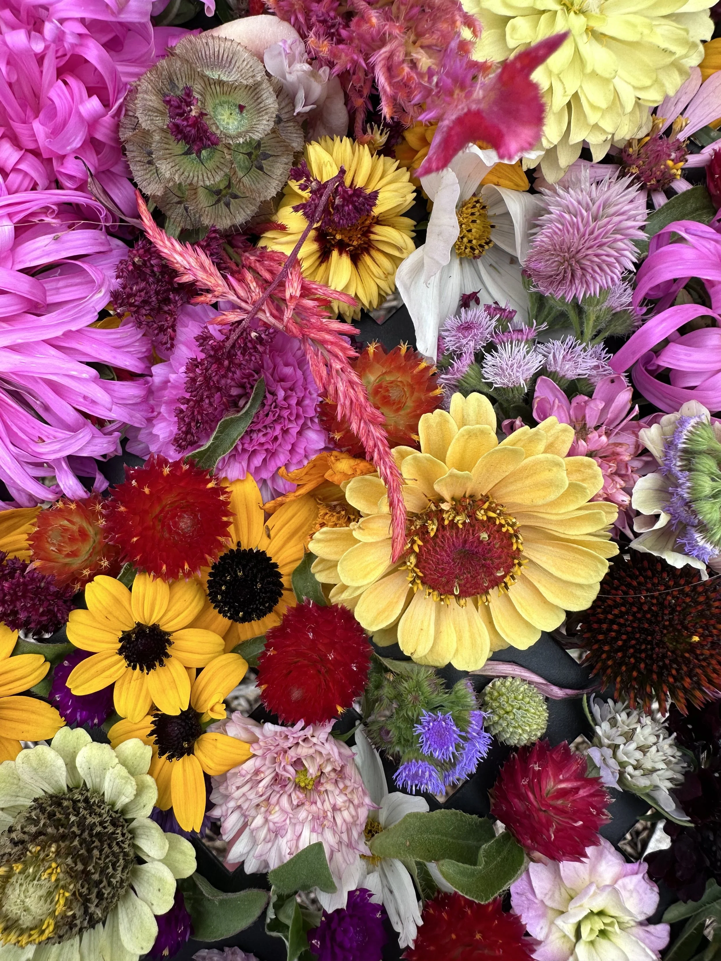 Grow Cut Flowers: Workshop