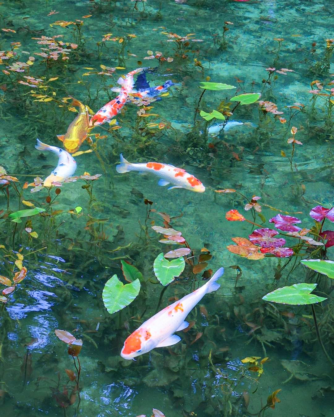 graphics, projects, and assistant services