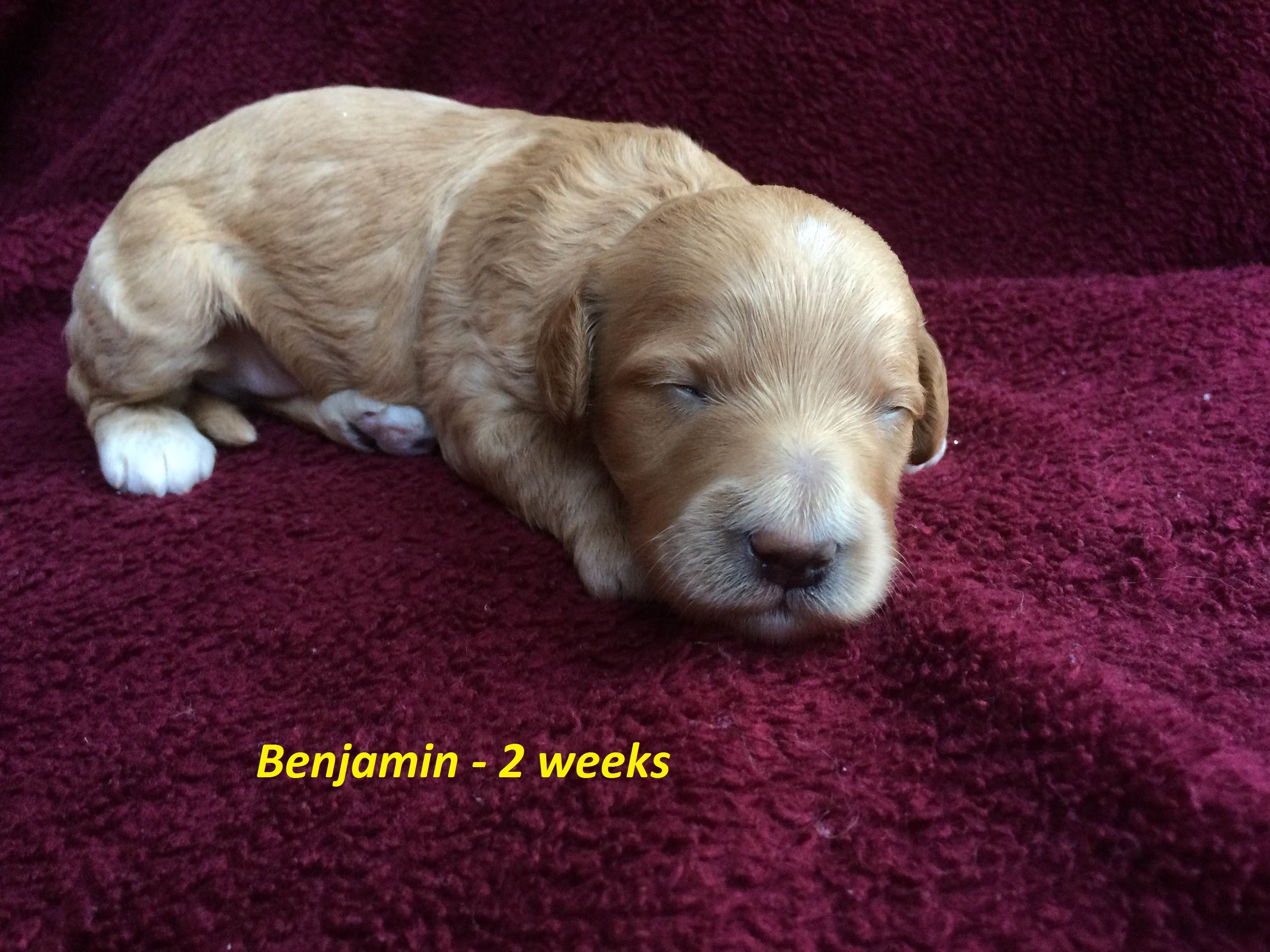 Benjamin - 2 weeks.JPG