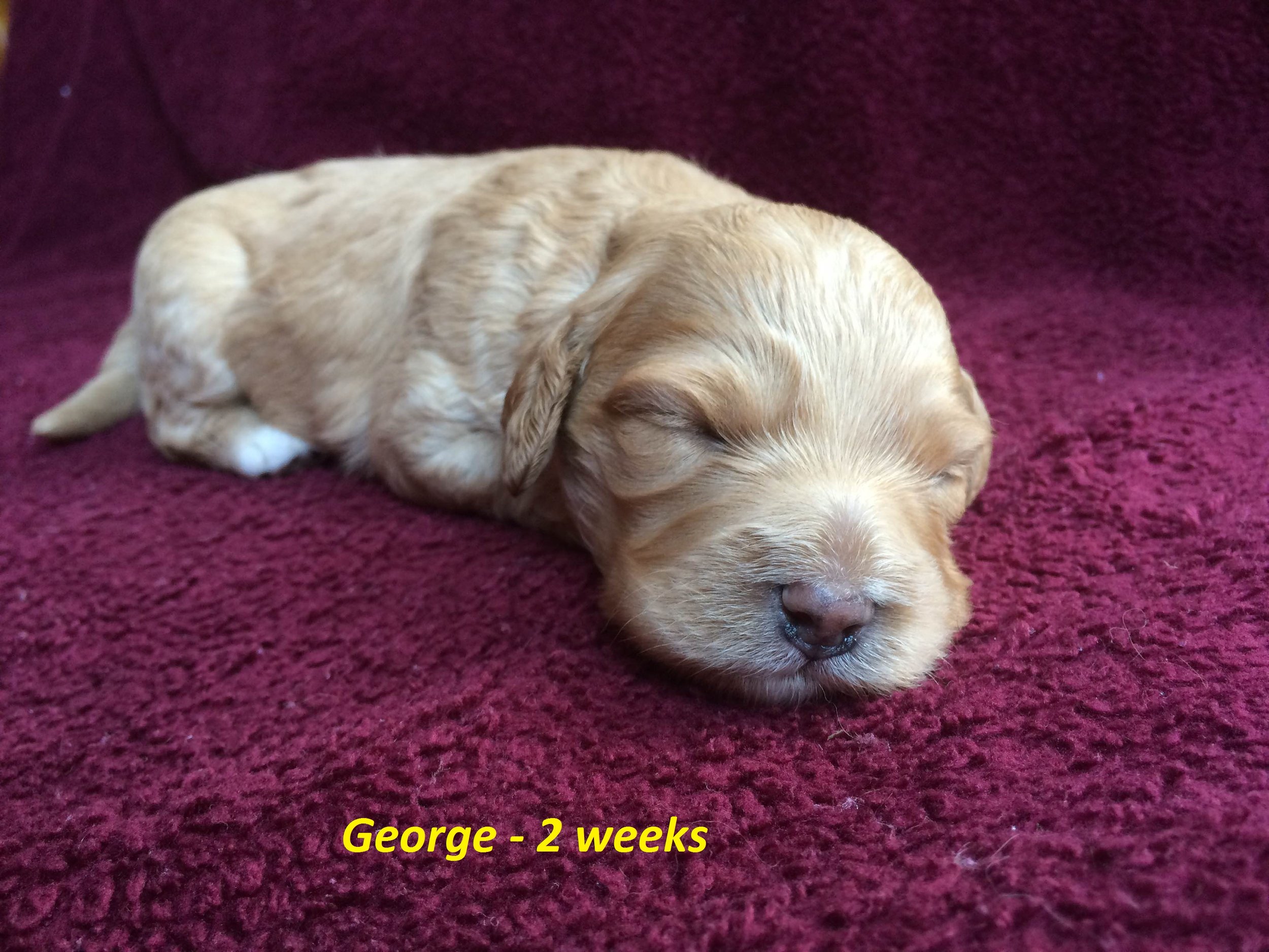 George - 2 weeks.JPG