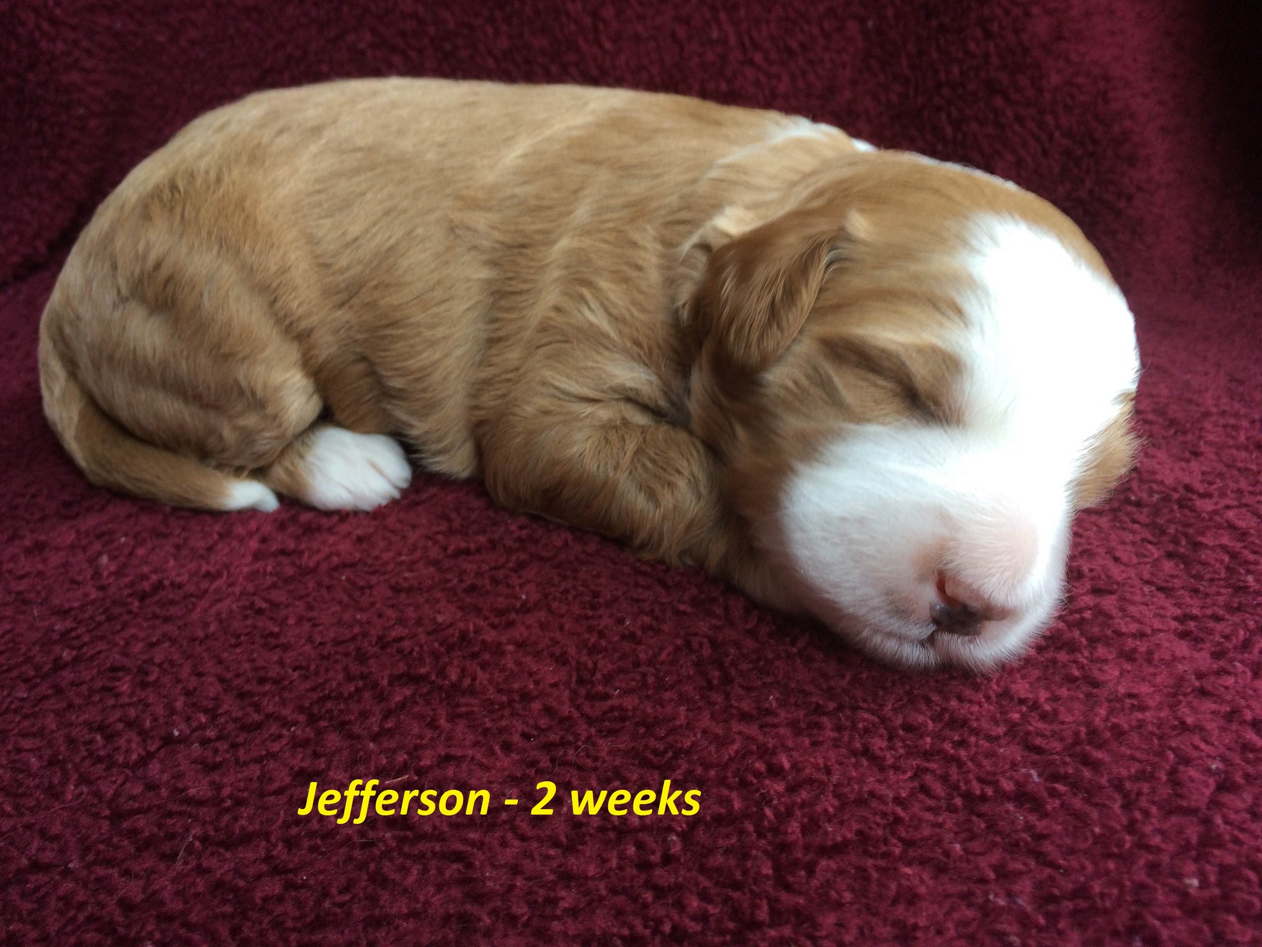 Jefferson - 2 weeks up.jpg