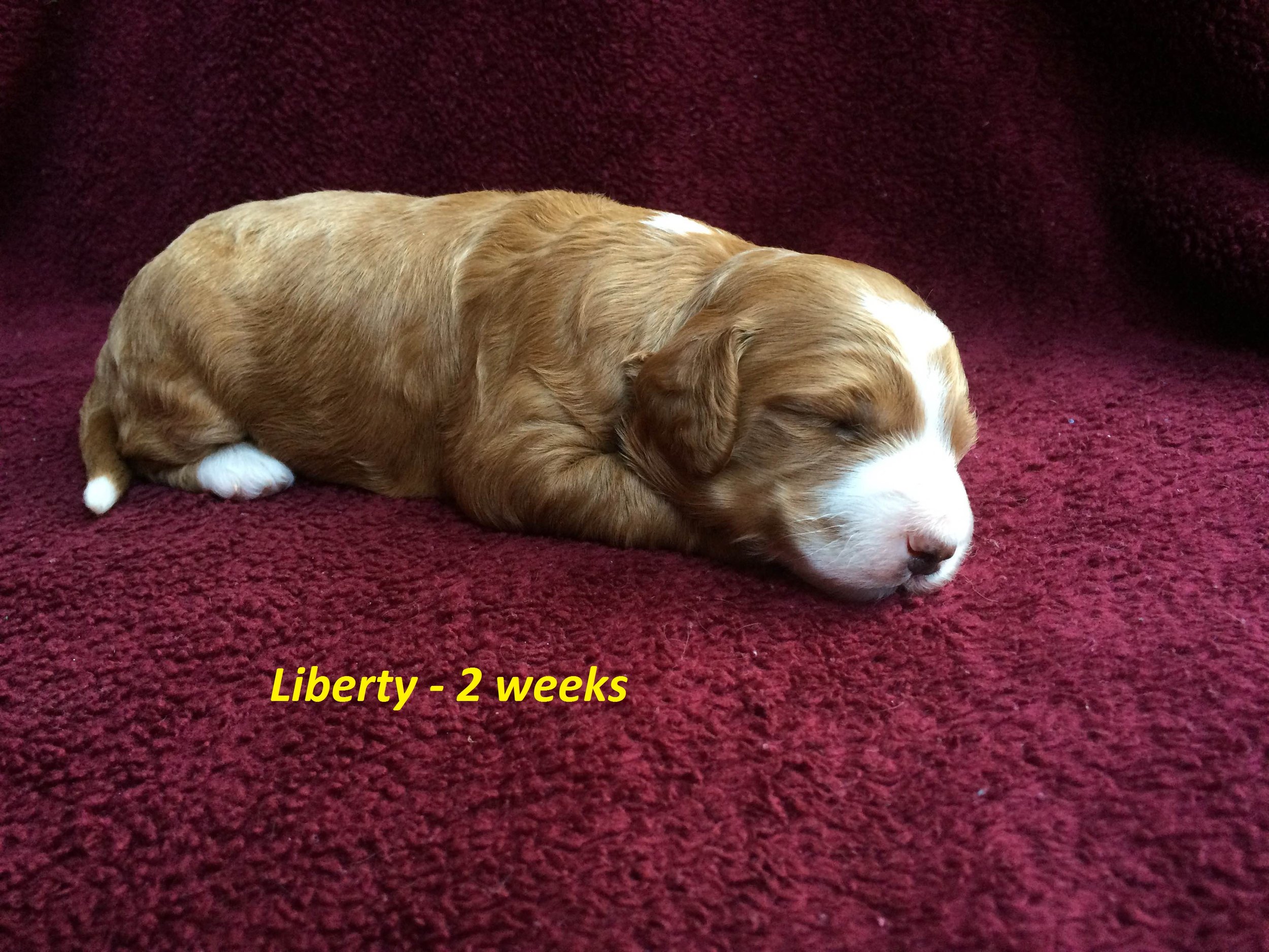 Liberty - 2 weeks.JPG