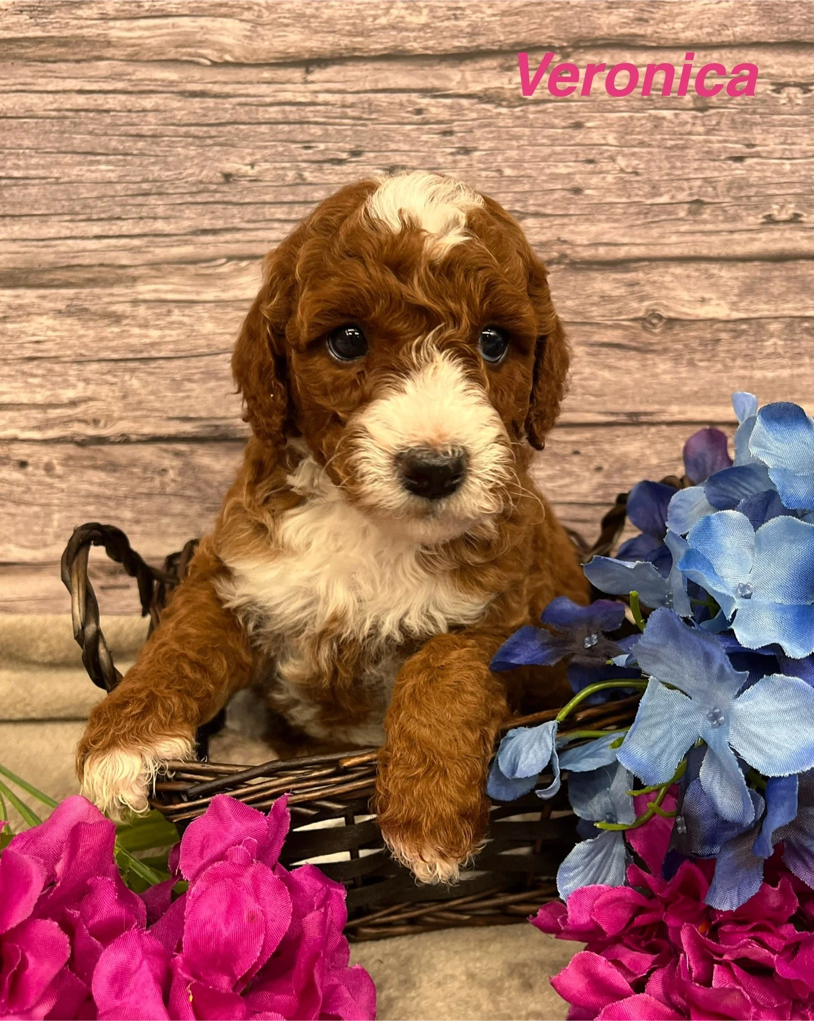 Veronica-5wks.jpg