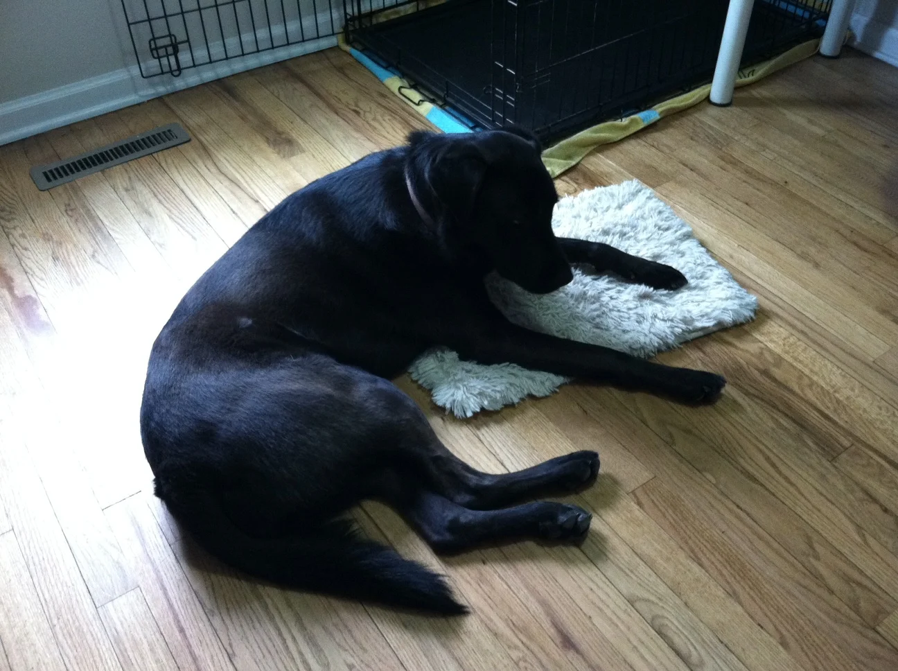 dog3.jpg