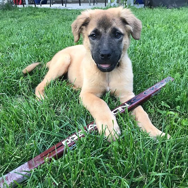 The next hockey player in the fam