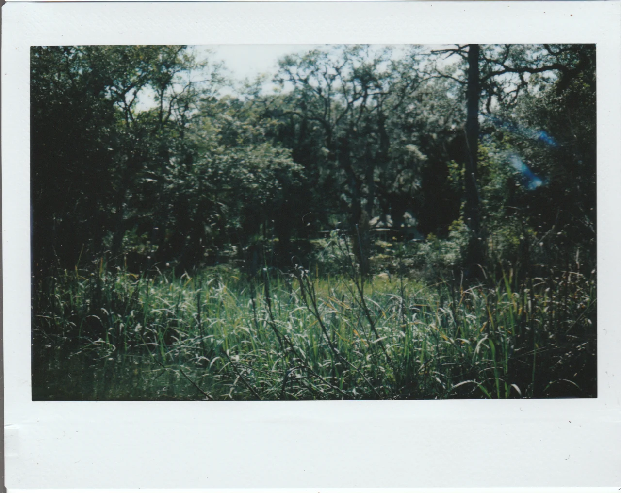 marsh 5.jpg