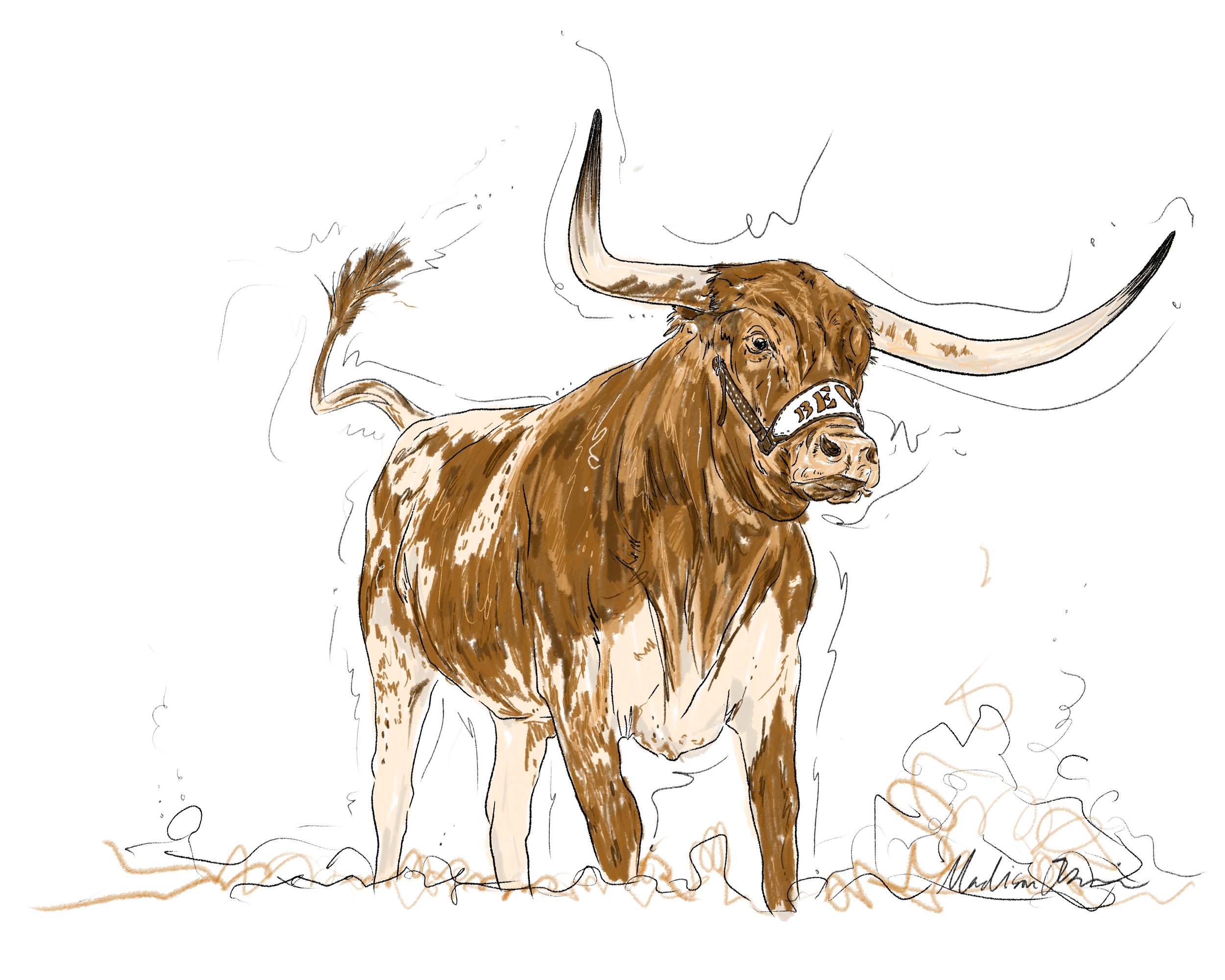 Long_Horns_8x10 3.jpg