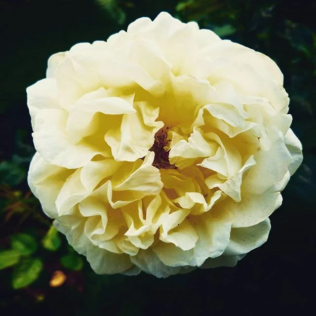 Rose City.
.
. .
.
.
#ig_color #colorphotography #earlymorning #colourpop #fireinthesky #colourpop #colour #artofvisuals #visuals #visualsoflife #flowers #americana #instadaily #pdx #roses #vintage #americanclassic #flower #garden #rosecity #portland