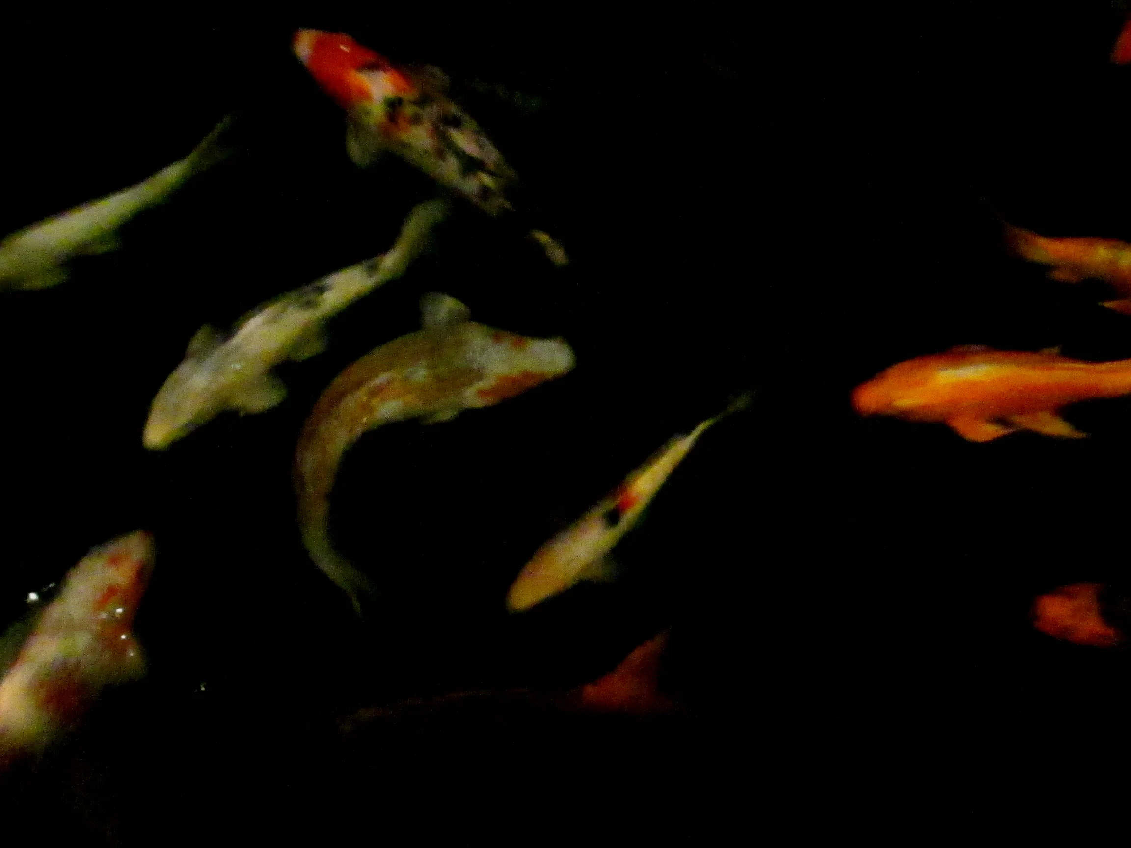 Koi 3