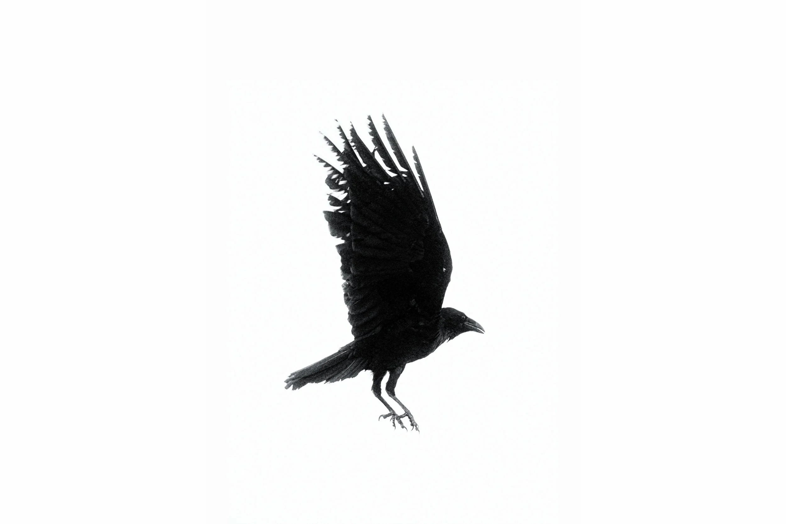 RavenAlonerectagl.jpg