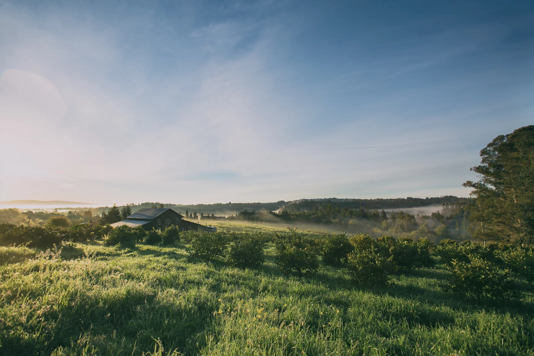 The Farm