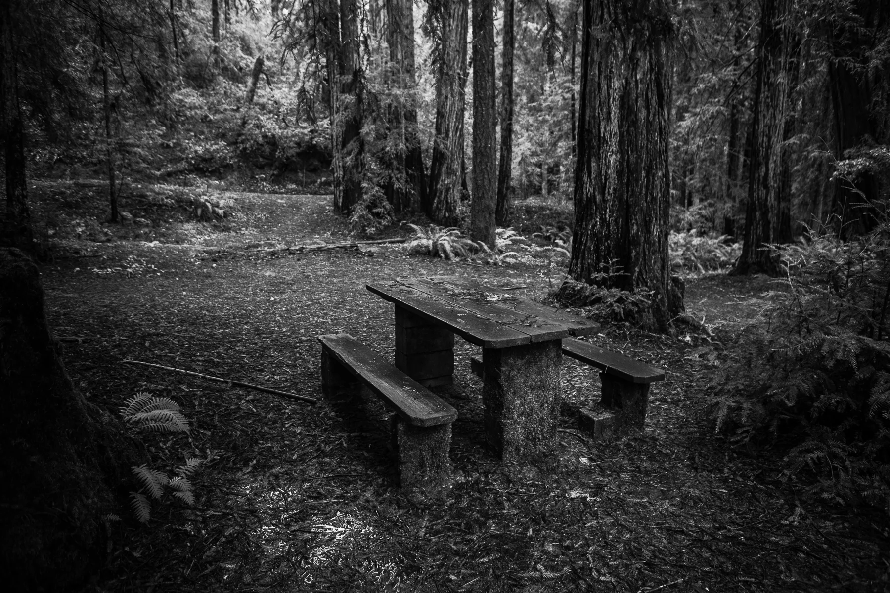 A Faulkner Park bench slowly becoming part of the forest. 