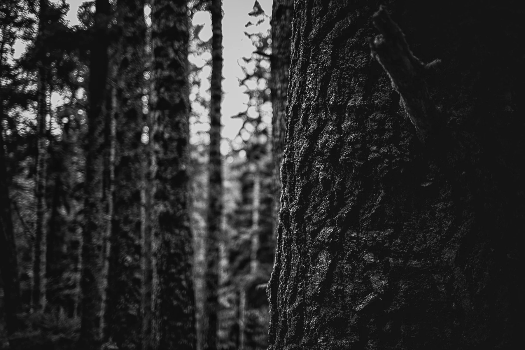 _20A8340-Edit.jpg