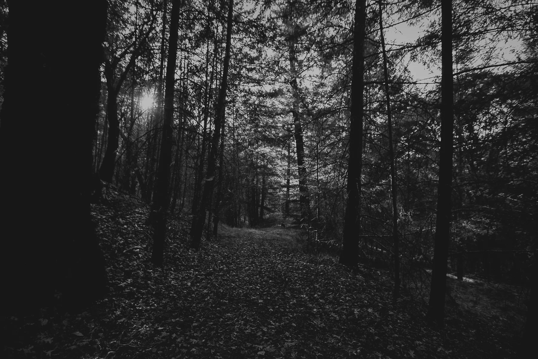 _20A8877-Edit.jpg