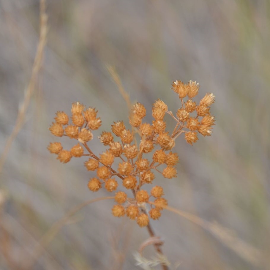 DSC_0070.jpg