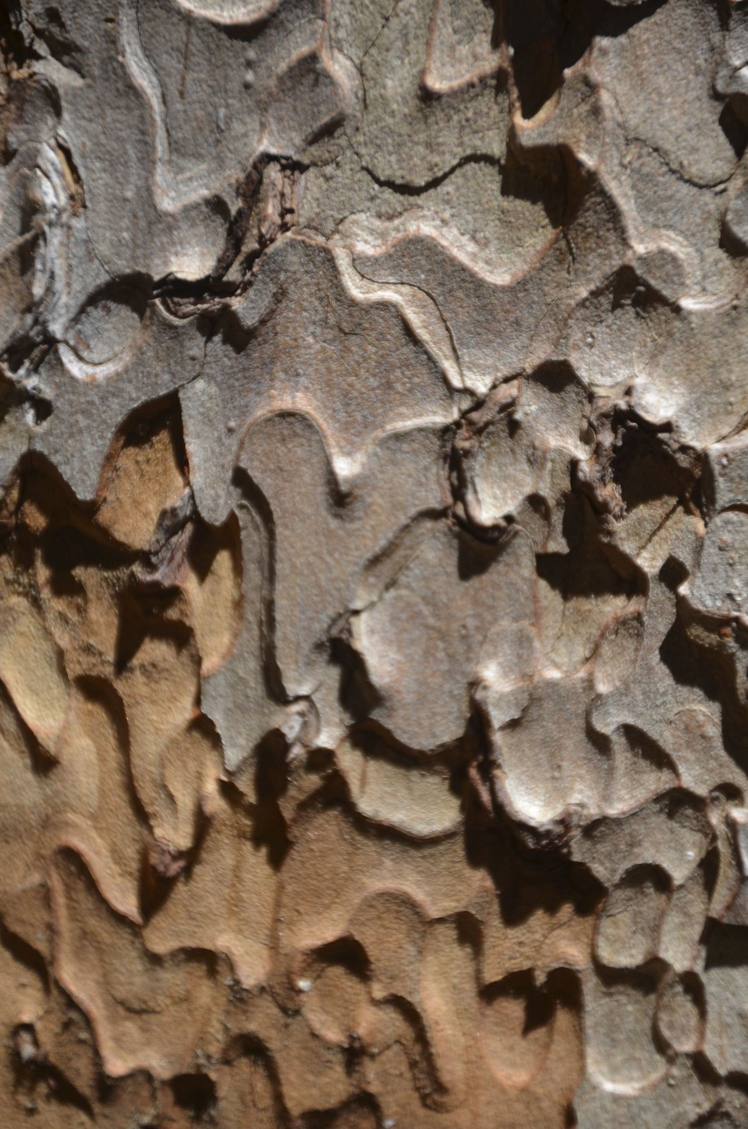 photo: barkheart