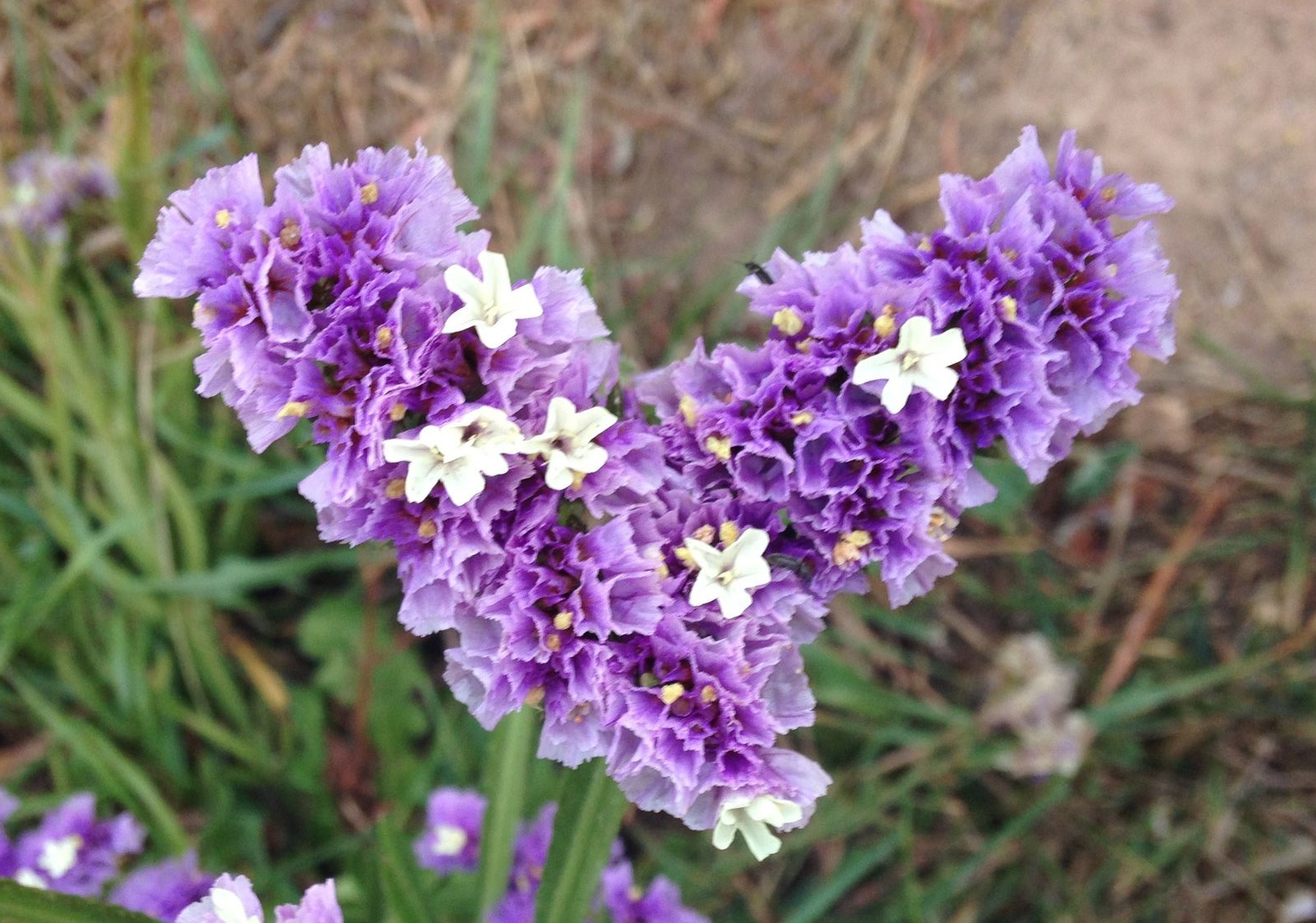 photo: love grows