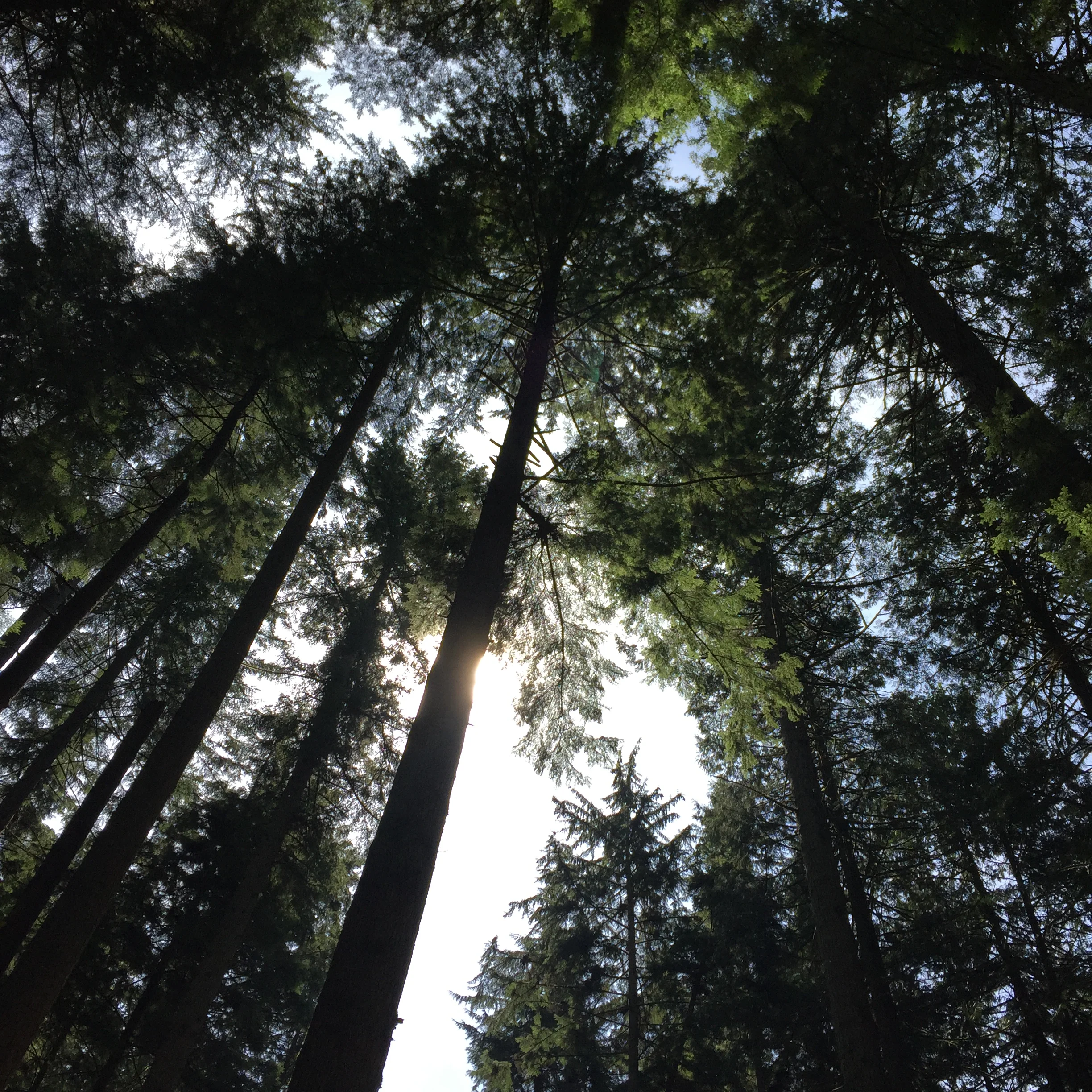 Being blanketed by a rainforest. Photo: The Vancouverite