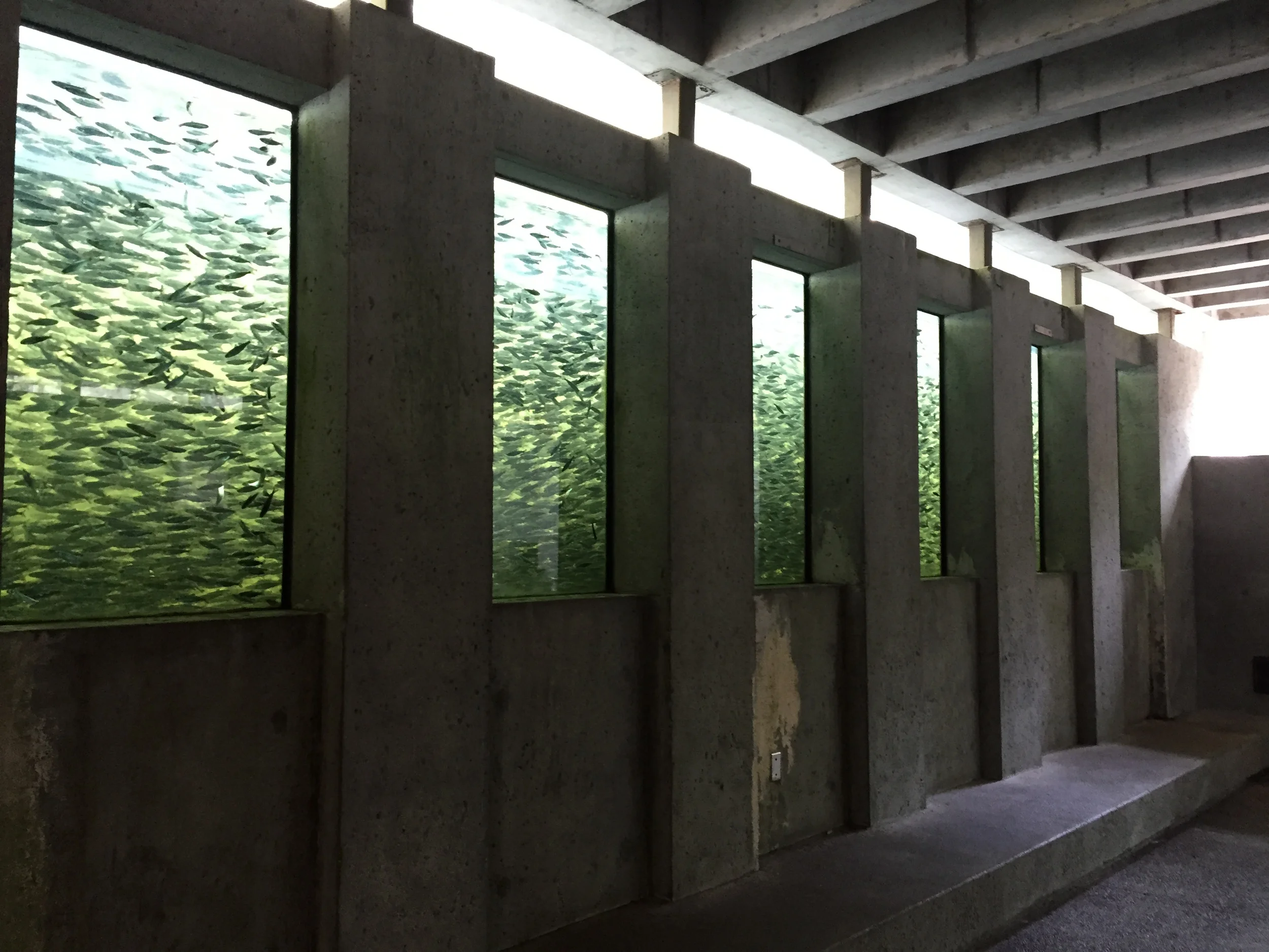 Toward the last 1/3 of our hike we were able to check out the salmon hatchery! Photo: The Vancouverite