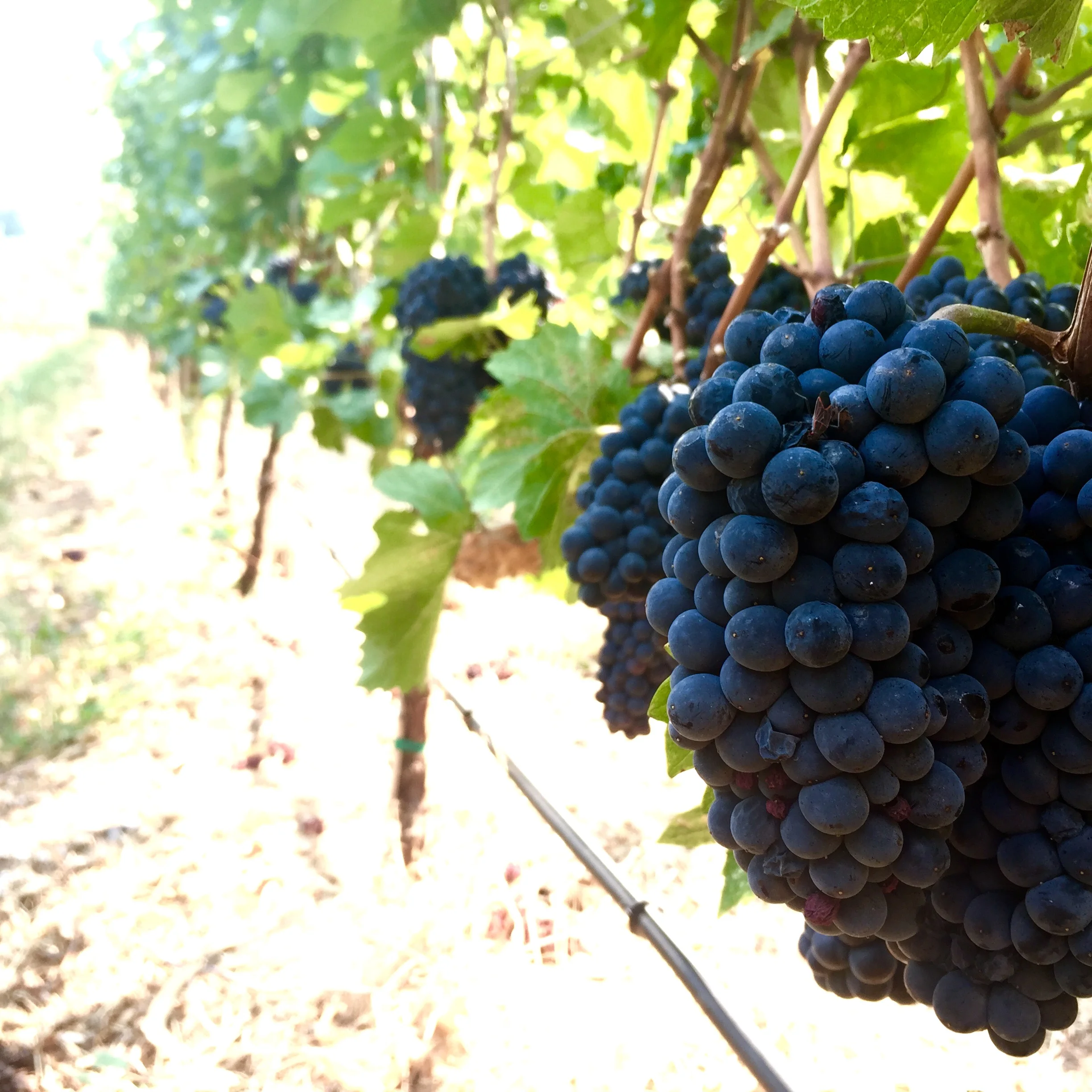 Grapes on the estate of Maverick Winery Photo: The Vancouverite