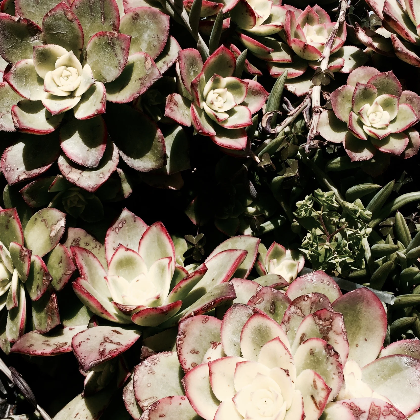 Succulents are everywhere.