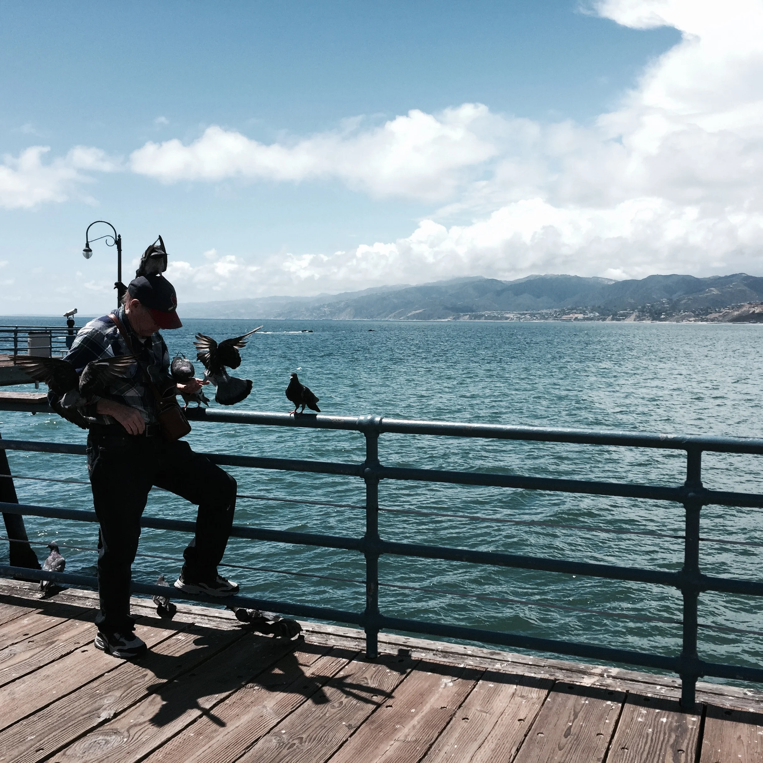 Evidently on the Pier, all the birds flock to this guy.