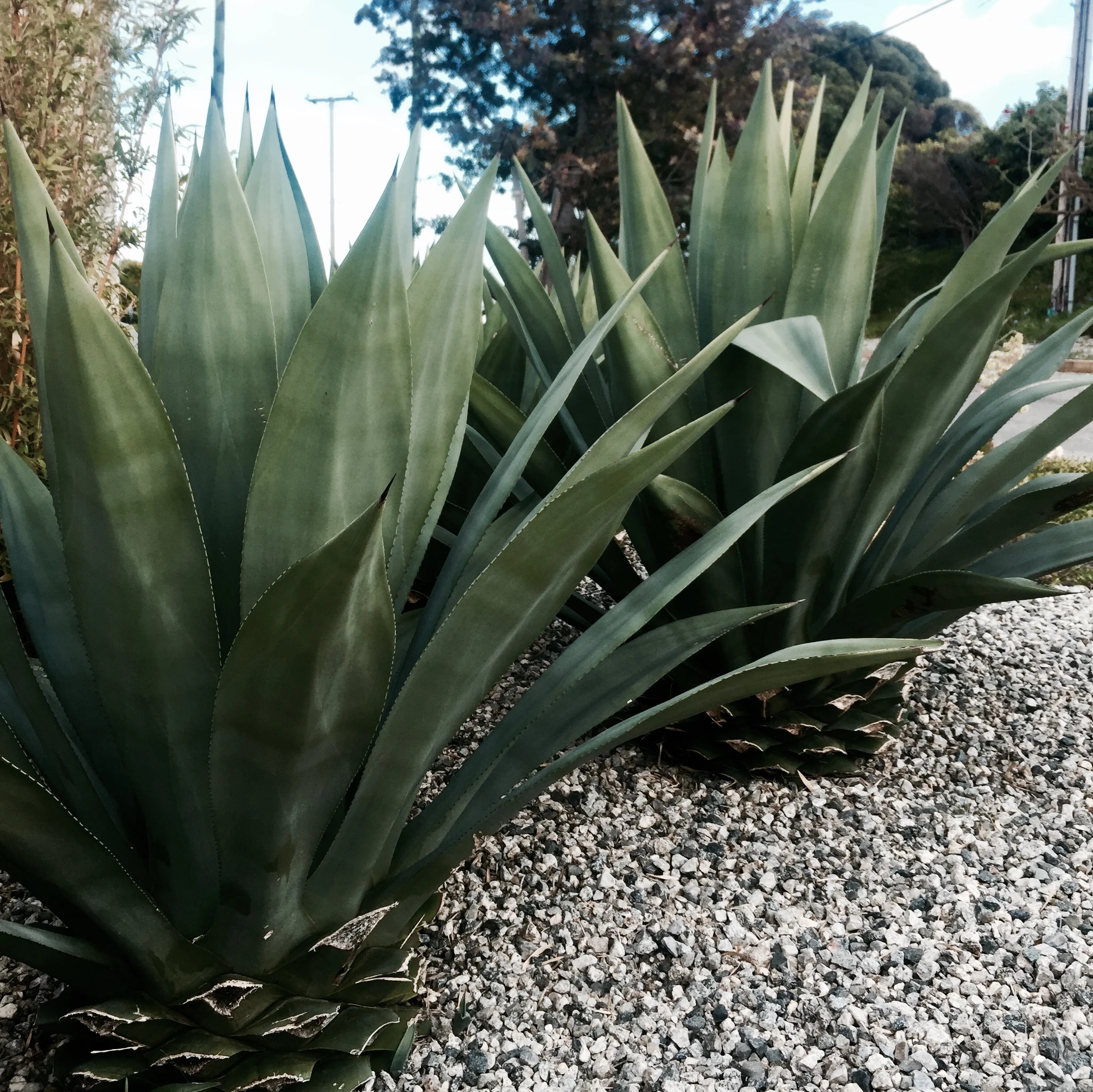 I love these desert plants.