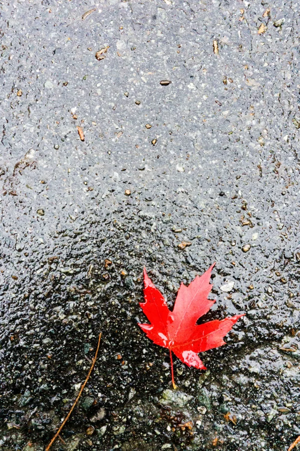 maple-leaf.jpg