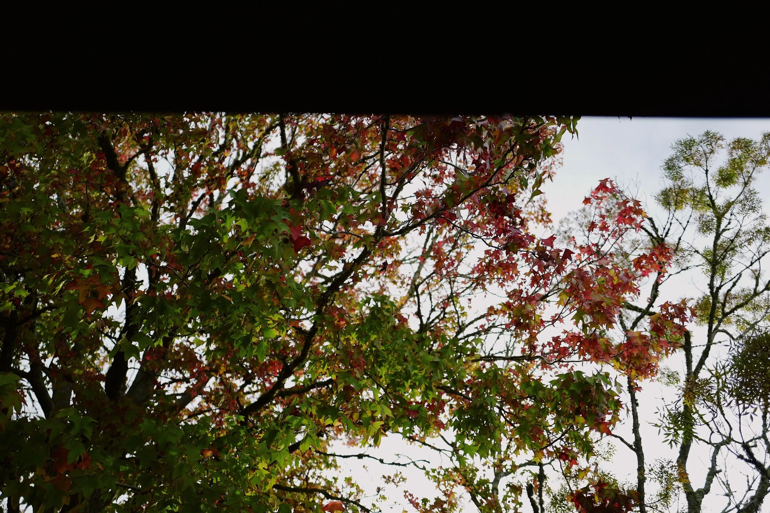 IMG_2612.jpeg