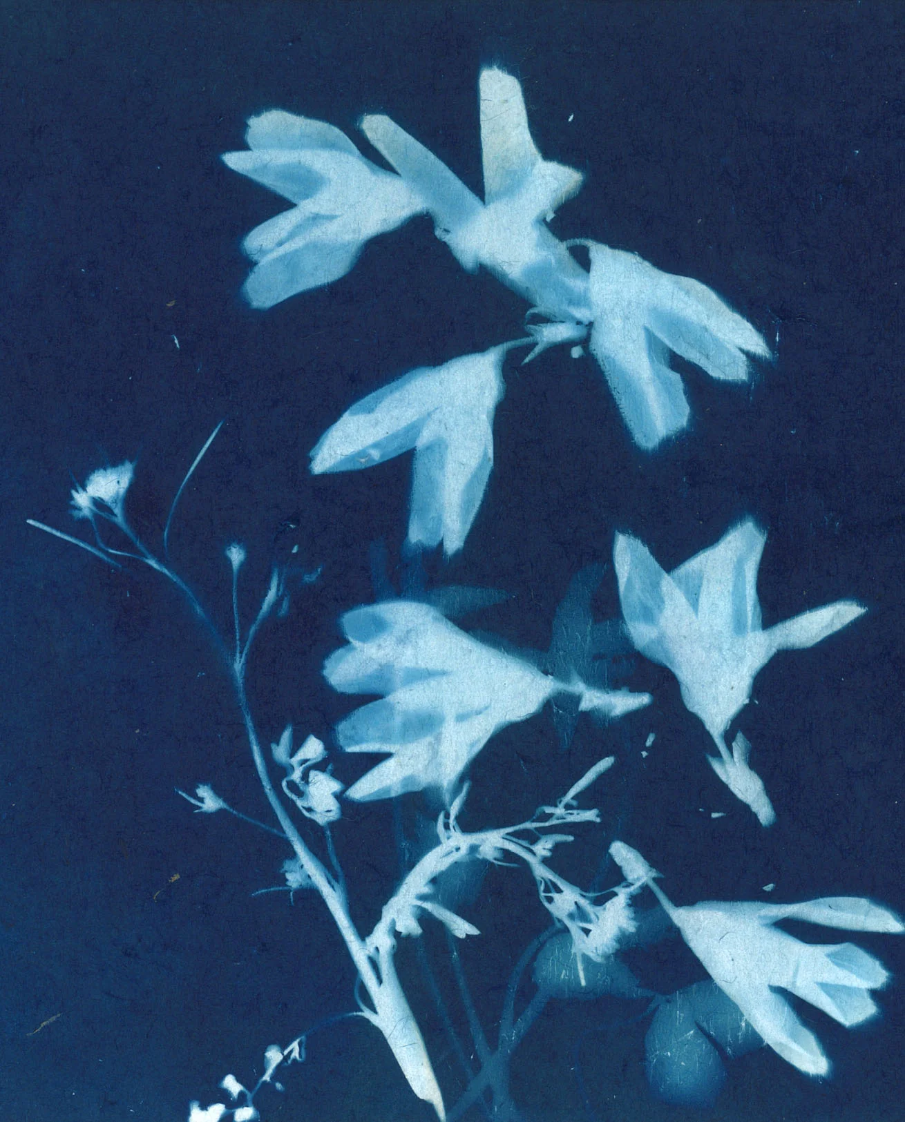 Forsythia Blank Note Card, 4"x5"