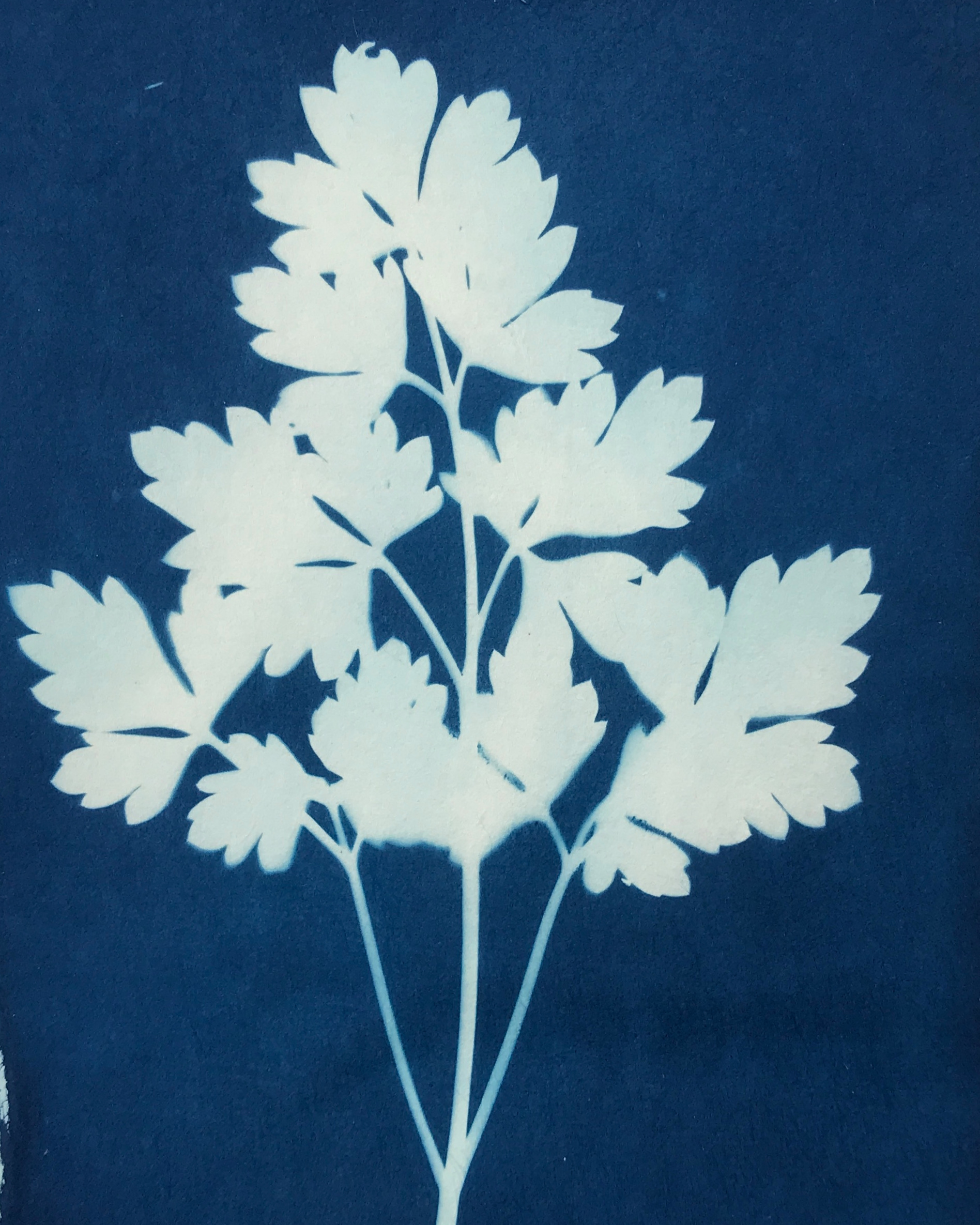 Parsley, Blank Note Card, 4"x5"