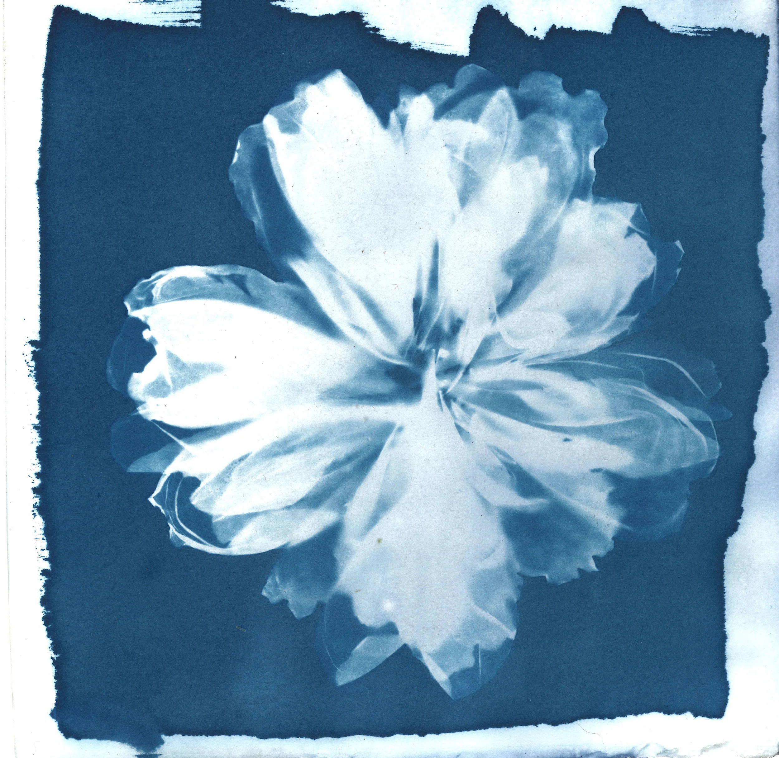 Matted Peony Print: 6 x 6 print w/ 10 x 10 mat