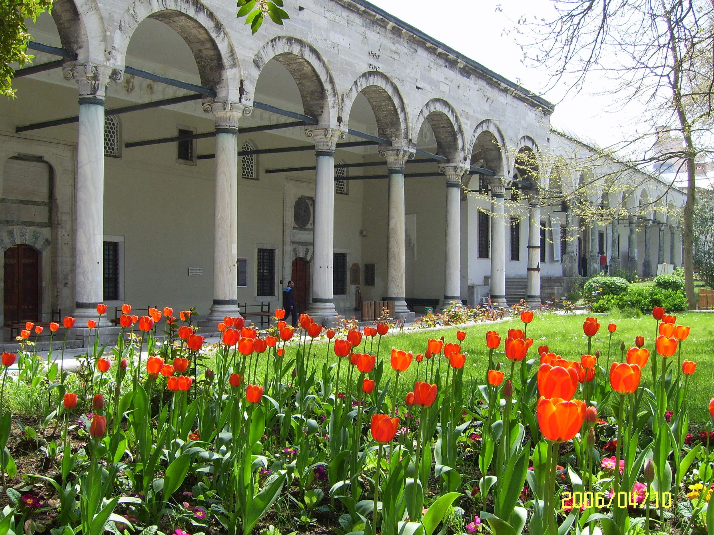 Tulips growing outside building in Istanbul, Turkey.