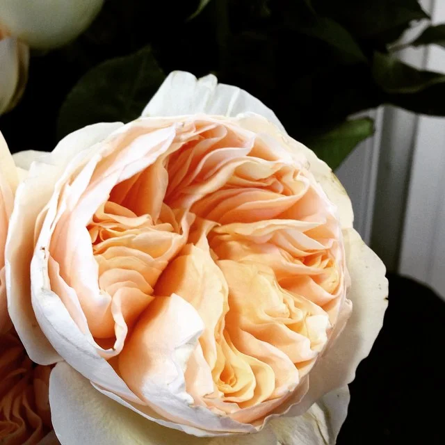 Single Garden Rose