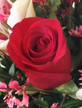 Standard Rose