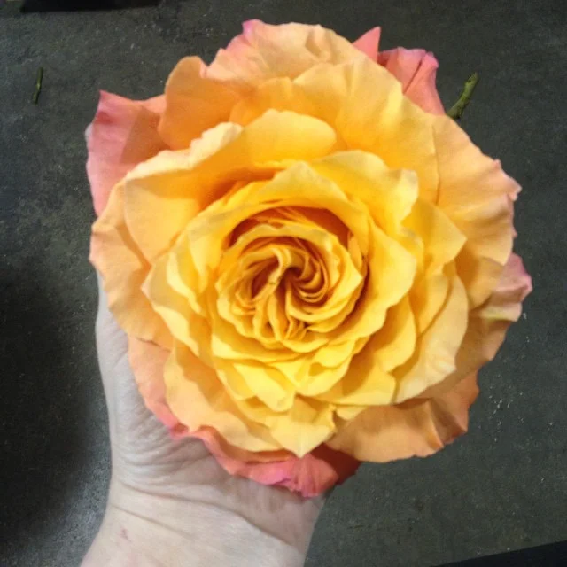 'Free Spirit' rose