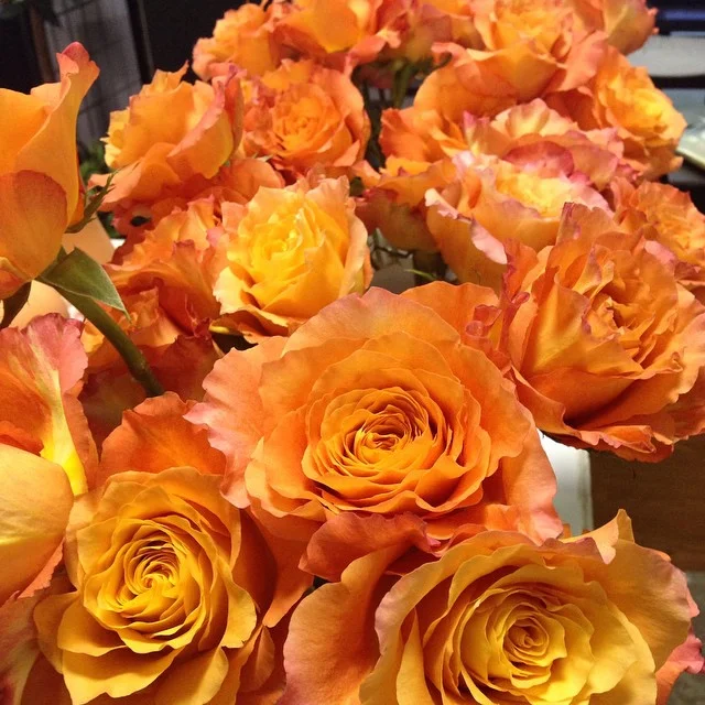 'Free Spirit' roses