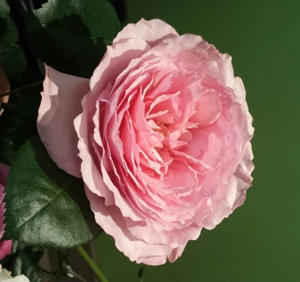 pink garden rose.jpg