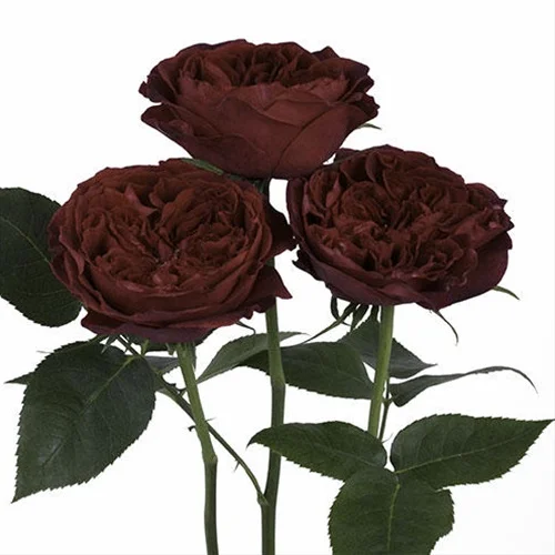 Garden Rose Rose Of Sharon Floral Design Studio