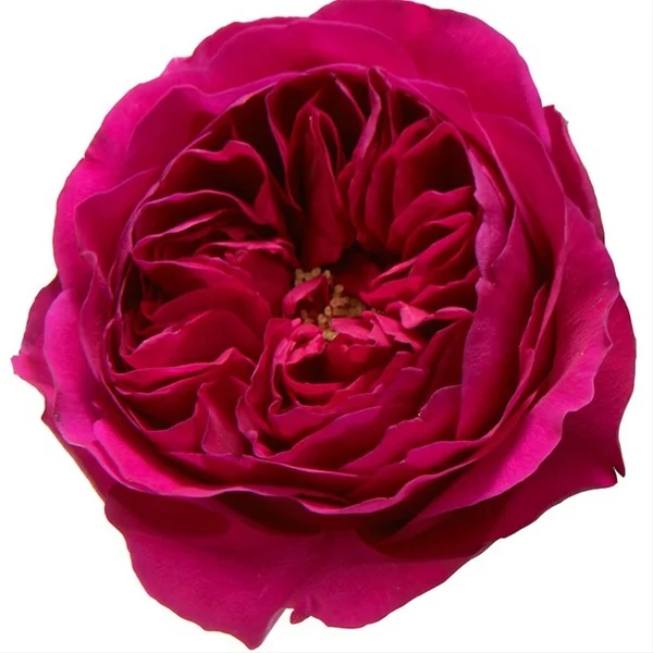 raspberry garden rose.jpg
