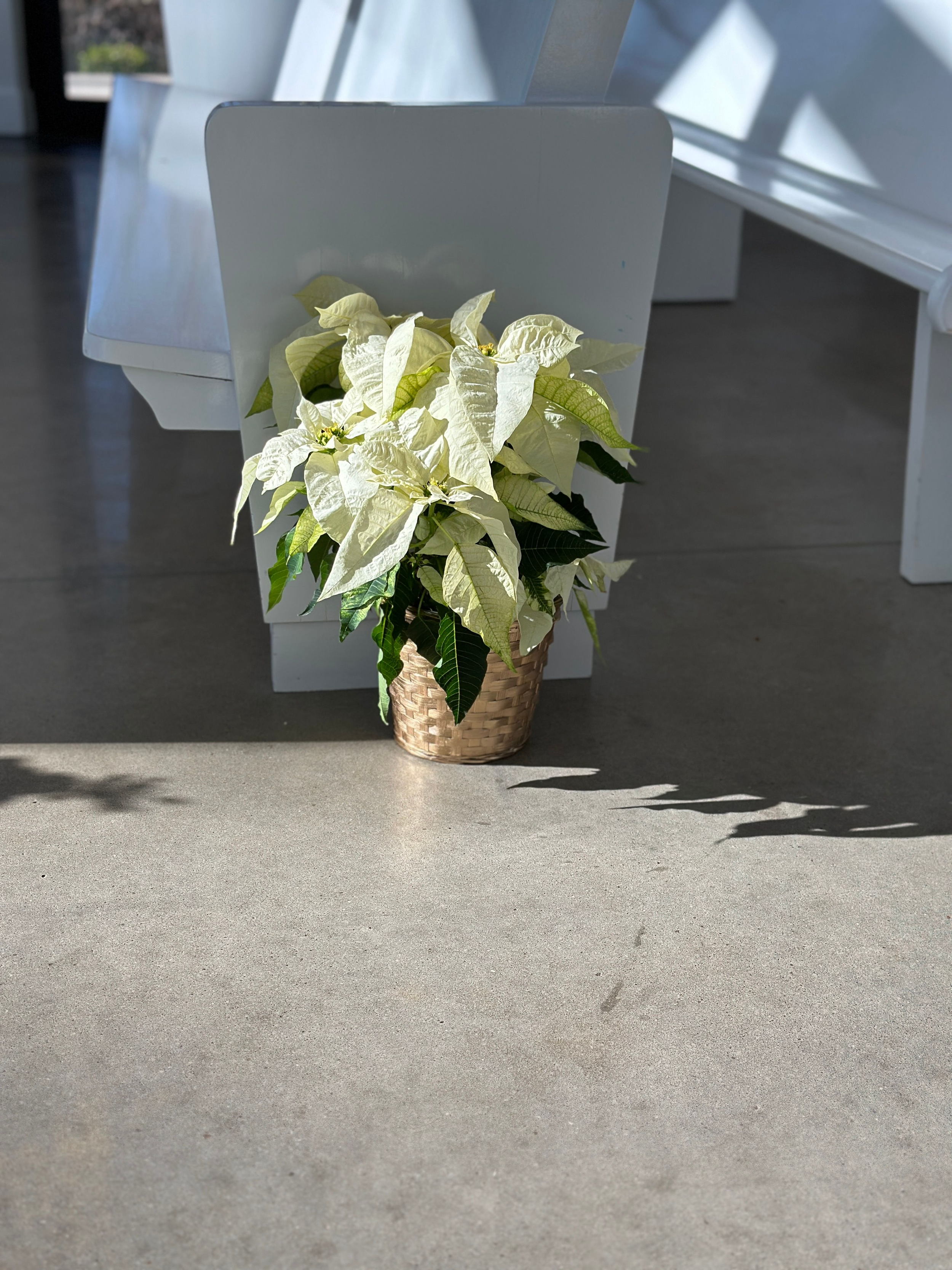 rose of sharon floral design studio wedding flowers winter wedding osage house northwest arkansas white poinsettia