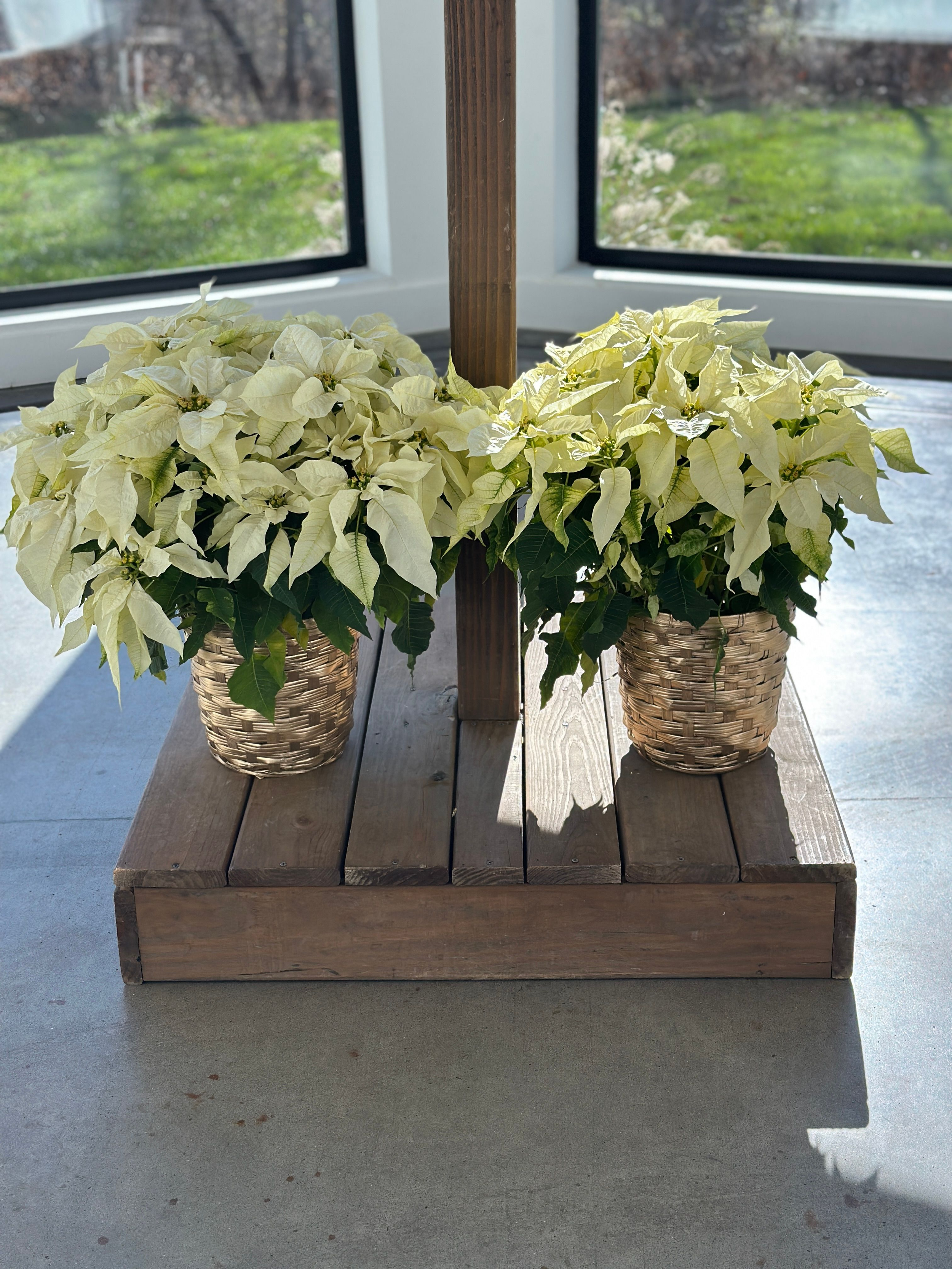 rose of sharon floral design studio wedding flowers winter wedding osage house northwest arkansas white poinsettias