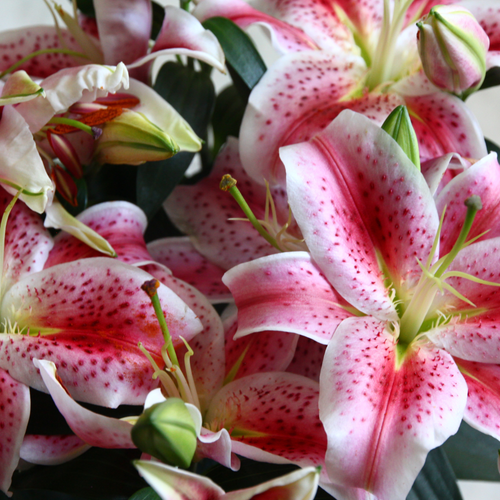 pink lilies