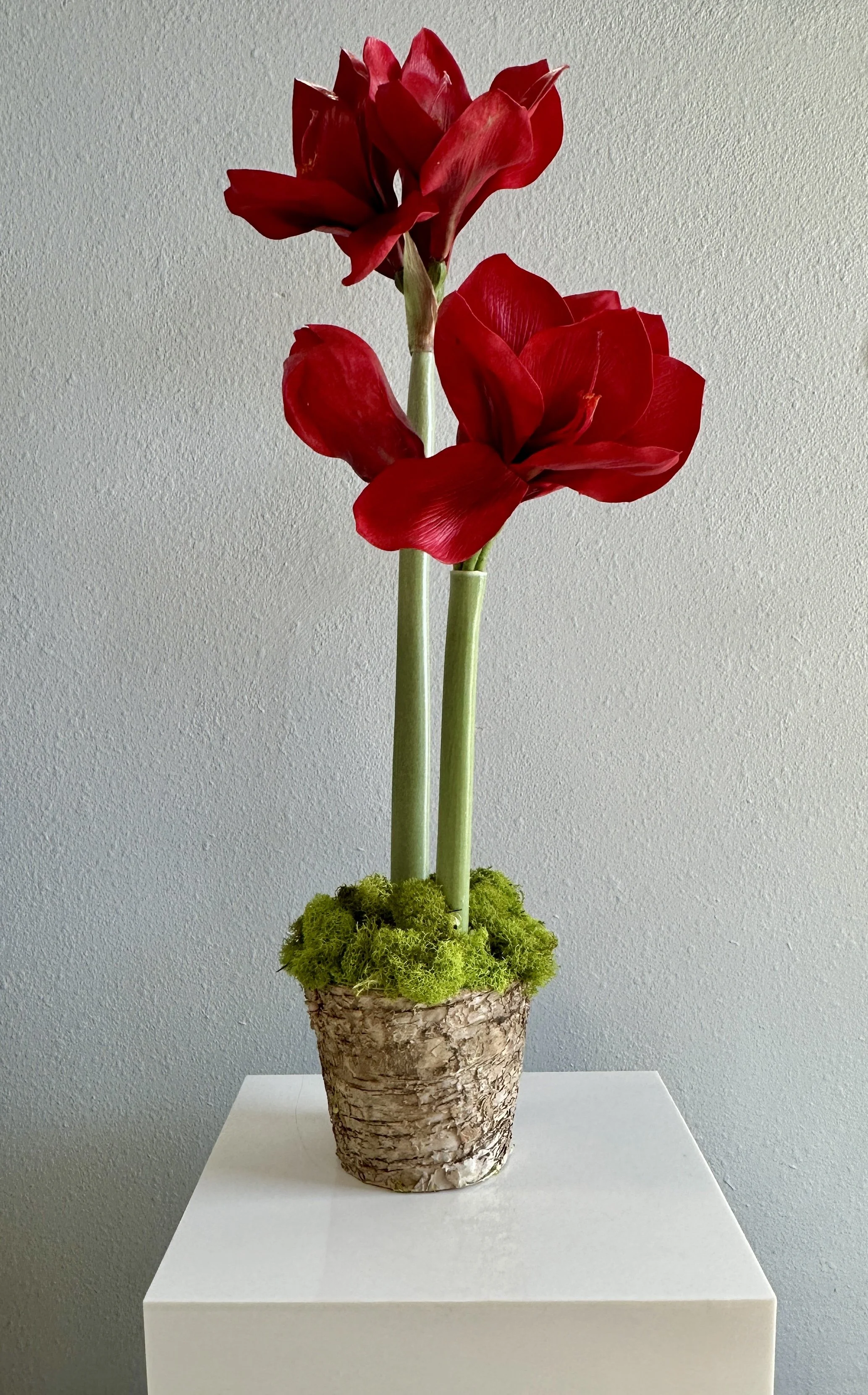 faux amaryllis pot  - Rose of Sharon.jpg