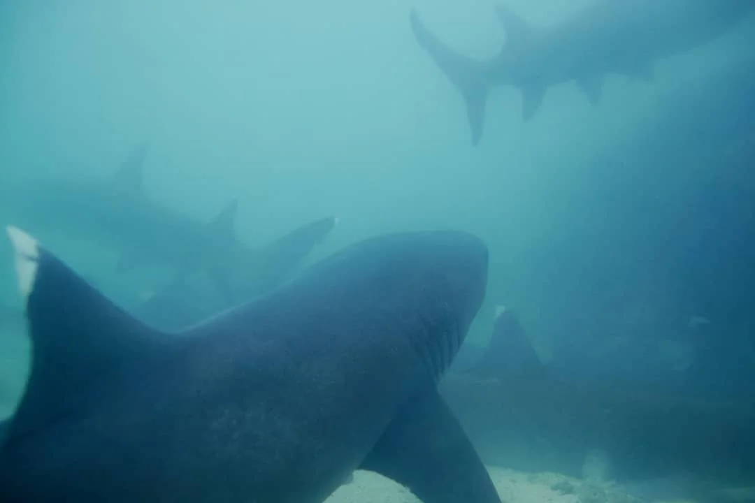 Happy Earth Day 🌱 from the BentPenny crew #drinkcoffeestaywild